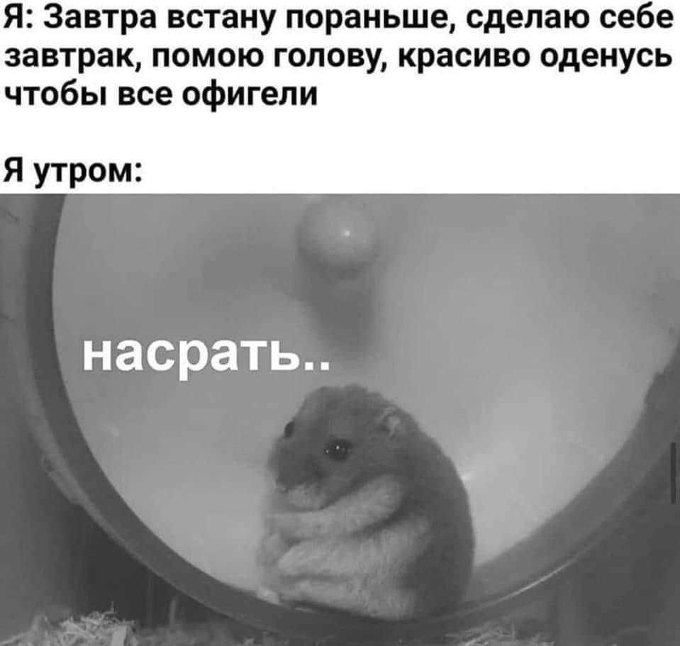 Я Завтра встану пораньше сделаю себе завтрак помою голову красиво оденусь чтобы все офигели Я утром насрать