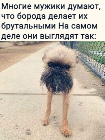 Многие мужики думают что борода делает их брутальными На самом деле они выглядят так