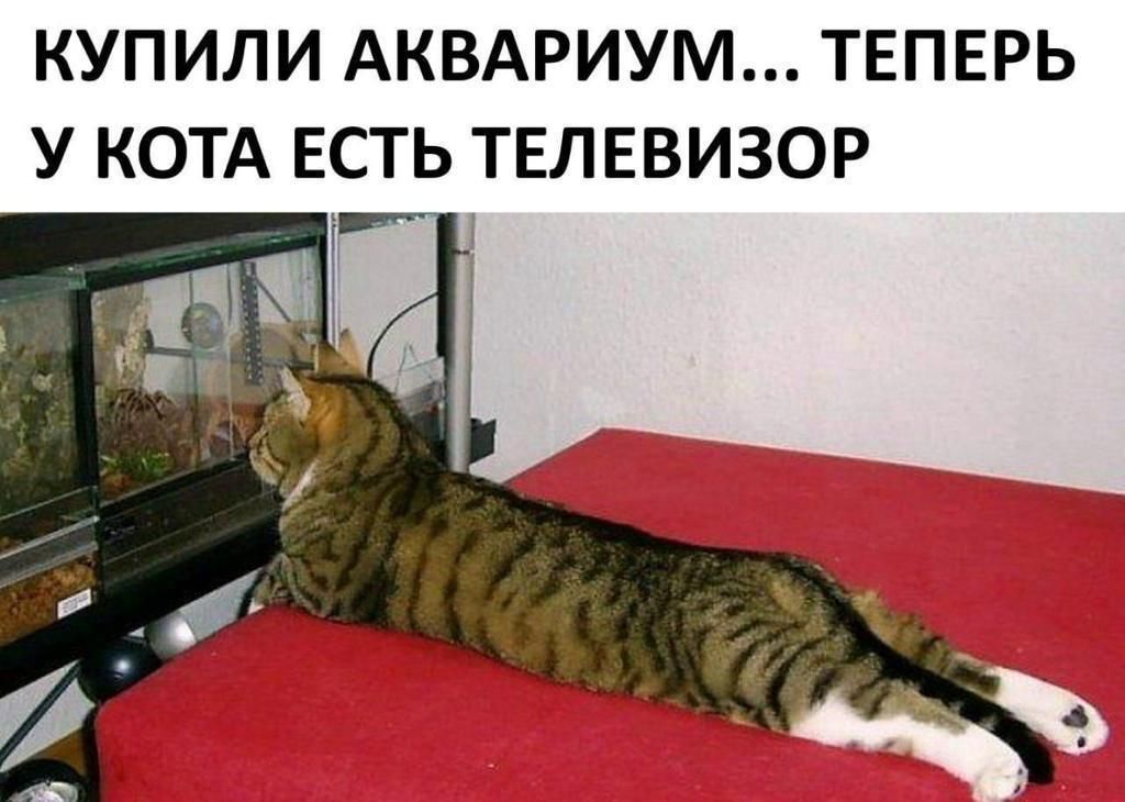 КУПИЛИ АКВАРИУМ ТЕПЕРЬ У КОТА ЕСТЬ ТЕЛЕВИЗОР