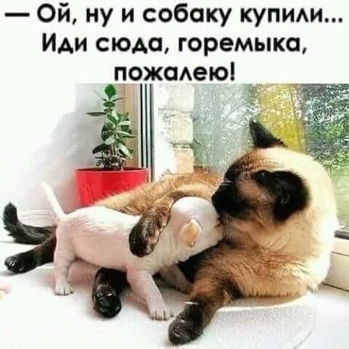 Ой ну и собаку купим ИАИ сюда горемыка пожсмею
