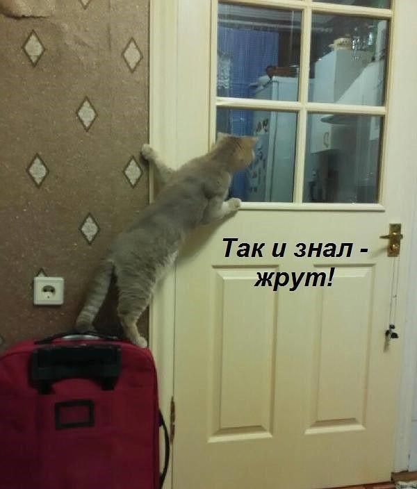 Так и знал _ жрут