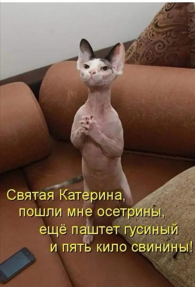 ПОШЛИ мне ОСЭТРИНЫ ещё ПЭШТЭТ ПСИНЫЙ И ПЯТЬ КИПО СВИНИНЬН