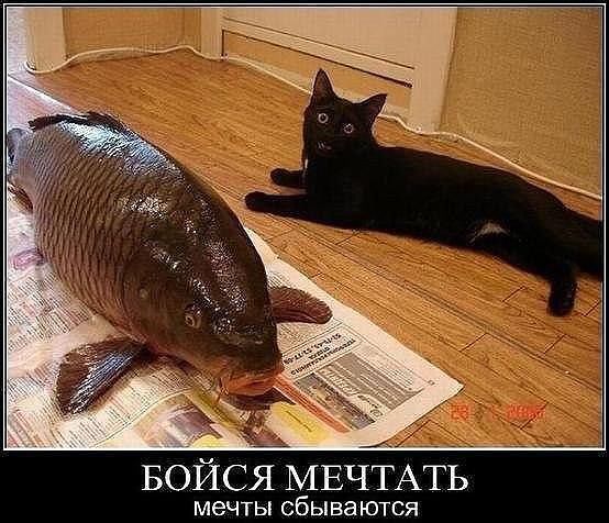 БОЙСЯ МЕЧТАТЬ мечты сбываются