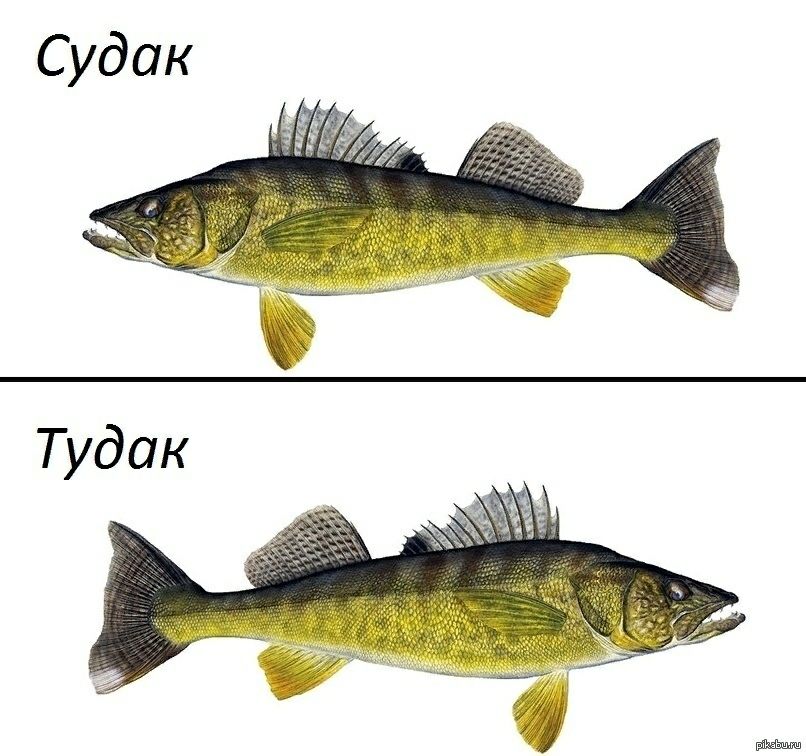 Судак