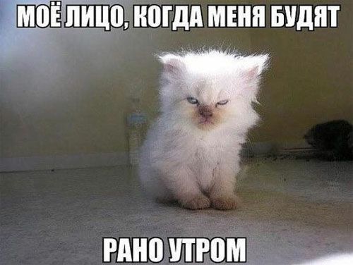 Риоши мени видит