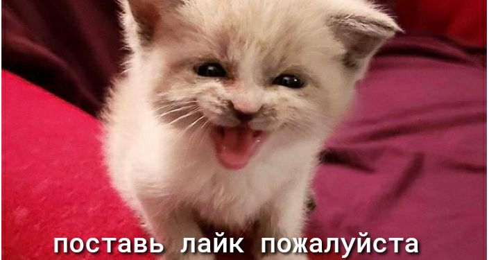 постав