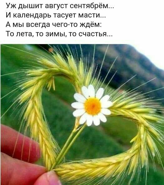 Уж дышит август сентябрём И календарь тасует масти А мы всегда чегсъто ждём То пета то зимы то счастья