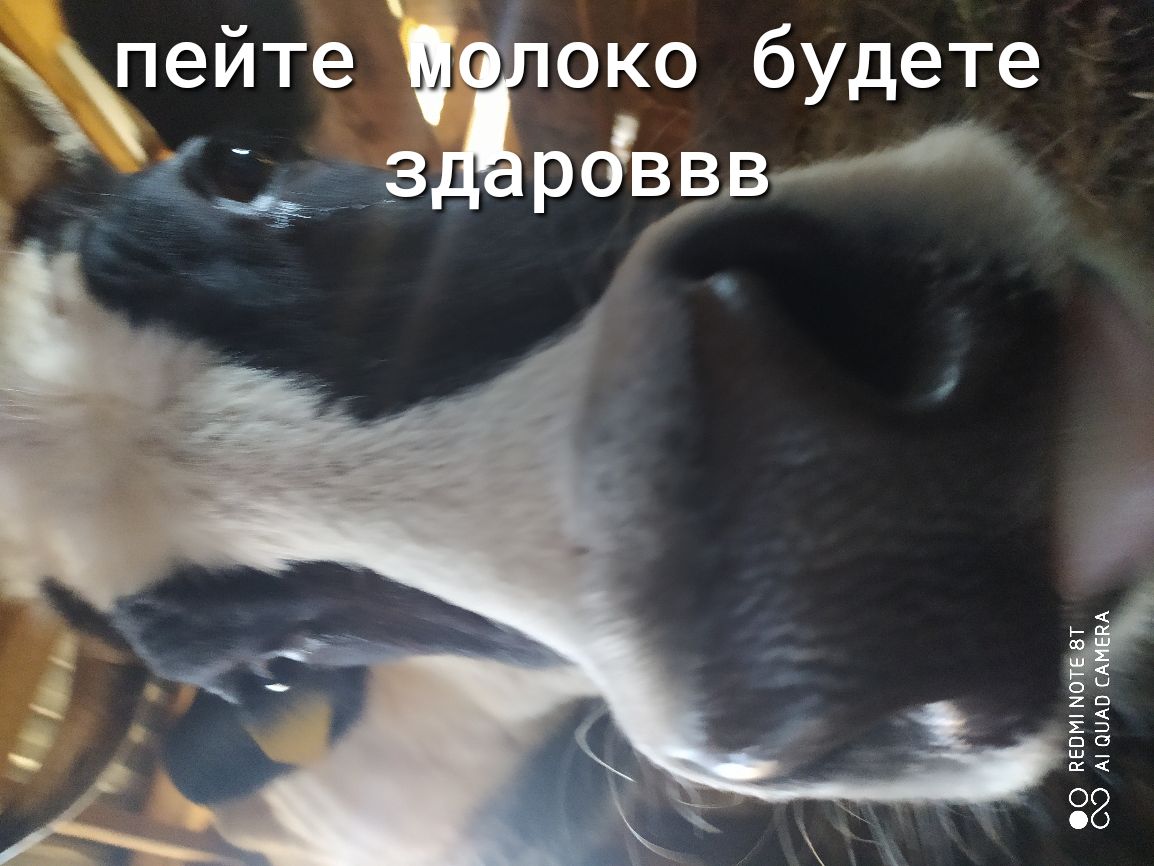 пейте око будете