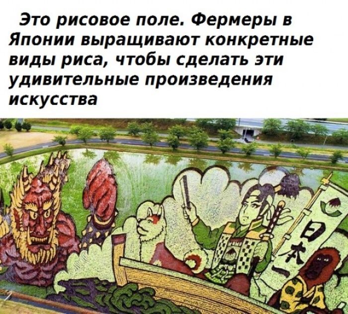 Это рисовое поле Фермеры в Японии выращивают конкретные виды риса чтобы сделать эти удивительные произведения искусства