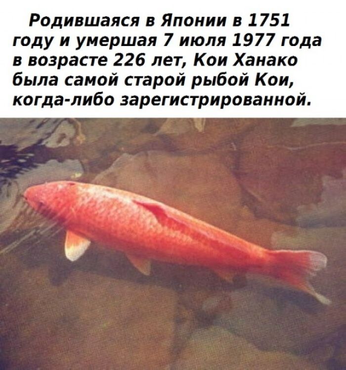 Родившаяся в Японии в 1751 году и умершая 7 июля 1977 года в возрасте 226 лет Каи Ханако была самой старой рыбой Кои когда либо зарегистрированной