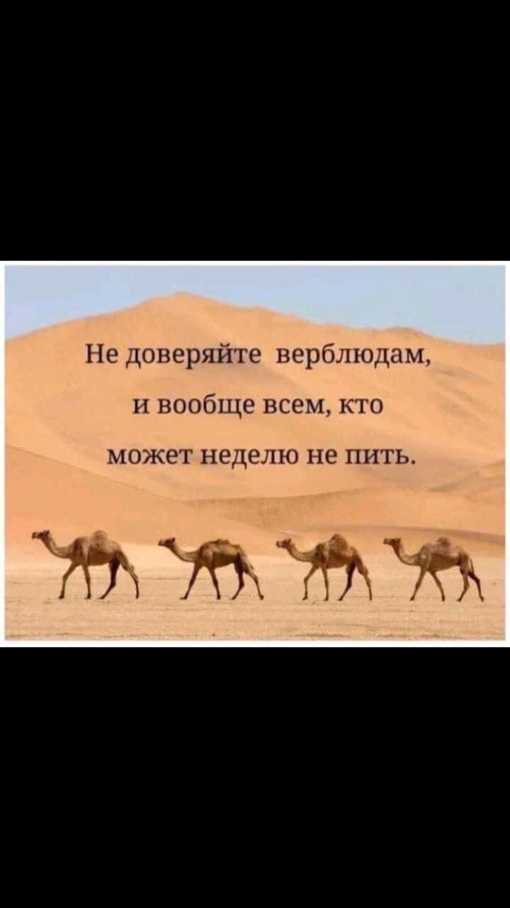 Не доверяйте верблюдам И ВООБЩЕ ВСЕМ КТО МОЖЕТ НЕДЕЛЮ НЕ НИТЬ жттт