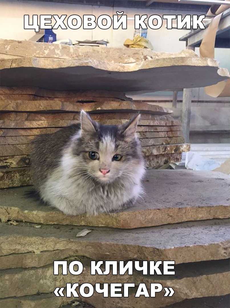 ПО КЛИЧКЕ КОЧЕГАР