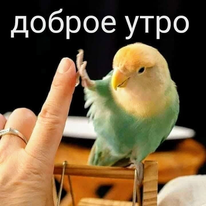 доброе утро