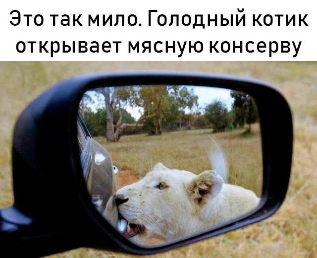 Это так мило Голодный котик открывает мясную консерву