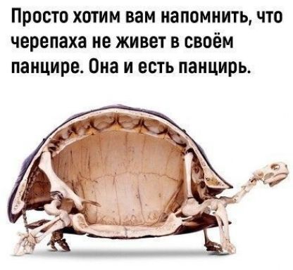 Просто хотим вам напомнить что черепаха не живет в своём панцире Она и есть панцирь