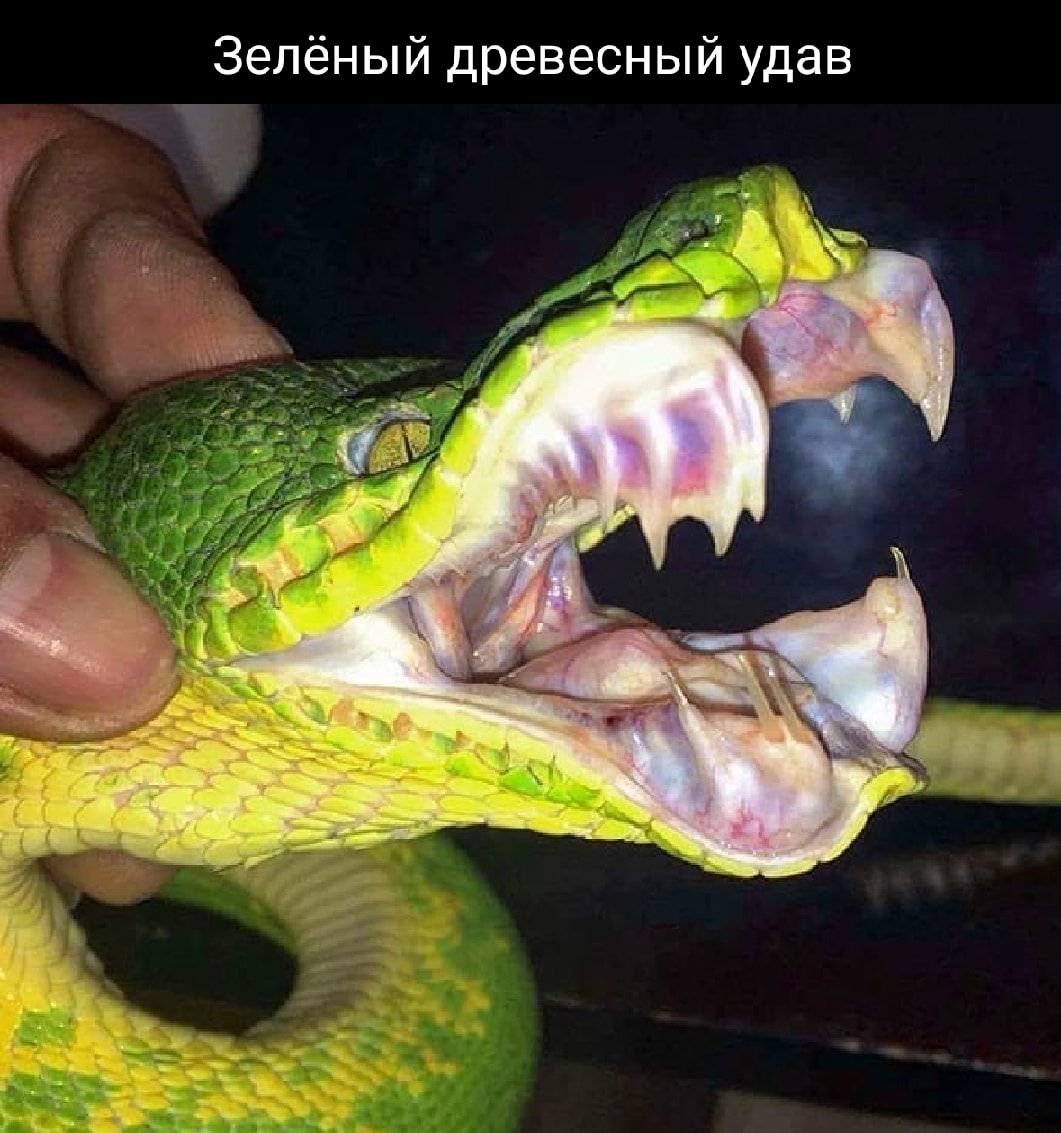Зелёный древесный удав