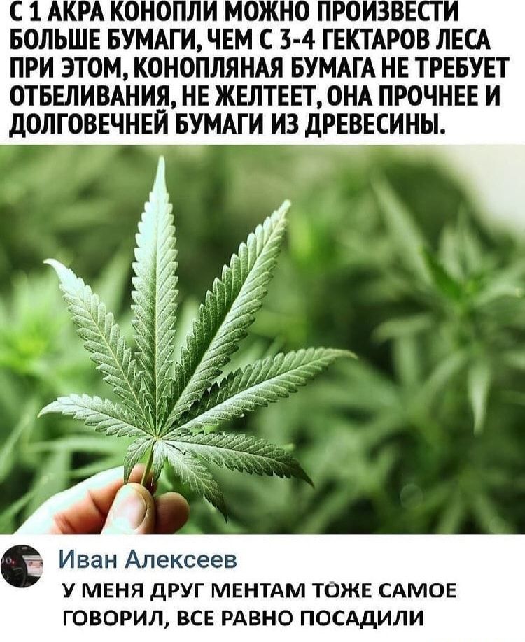 БОЛЬШЕ БУМАГИ ЧЕМ С 3 4 ГЕКТАРОВ ЛЕСА ПРИ ЭТОМ КОНОПЛЯНАЯ БУМАГА НЕ ТРЕБУЕТ ОТБЕЛИВАНИЯ НЕ ЖЕЛТЕЕГ ОНА ПРОЧНЕЕ И дОЛГОВЕЧНЕИ БУМАГИ ИЗ дРЕВЕСИНЫ Иван Алексеев у меня друг МЕНТАМ таж САМОЕ говорил всг РАвно посддили