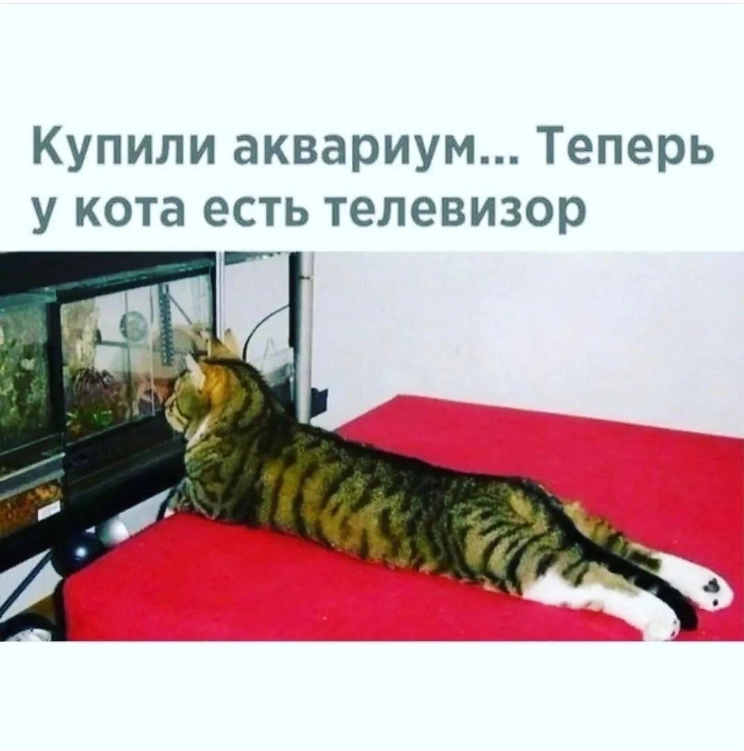 Купили аквариум Теперь у кота есть телевизор р