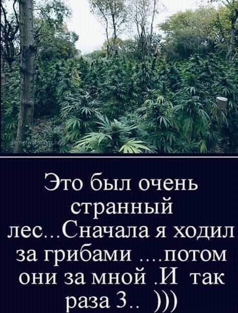 Это был очень странный лесСначала я ходил за грибами потом они за мной И так раза 3