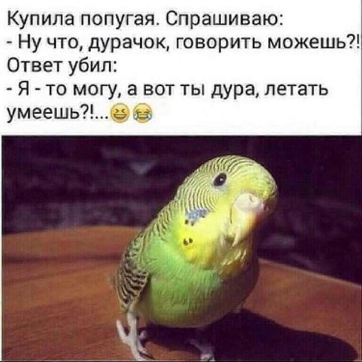 Купила попугая Спрашиваю Ну что дурачок говорить можешь Ответ убил Я то могу а вот ты дура летать умеешь6