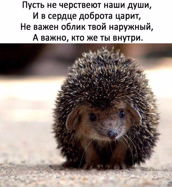 Пусть не черствеют наши души И в сердце доброта царит Не важен облик твой наружный А важно кто же ты внутри