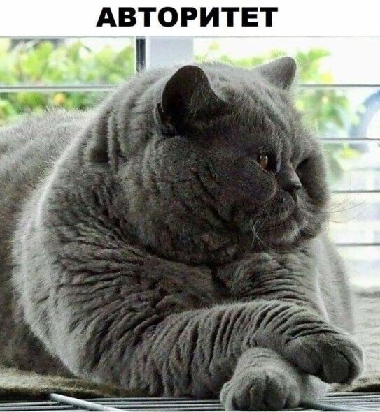АВТОРИТЕТ