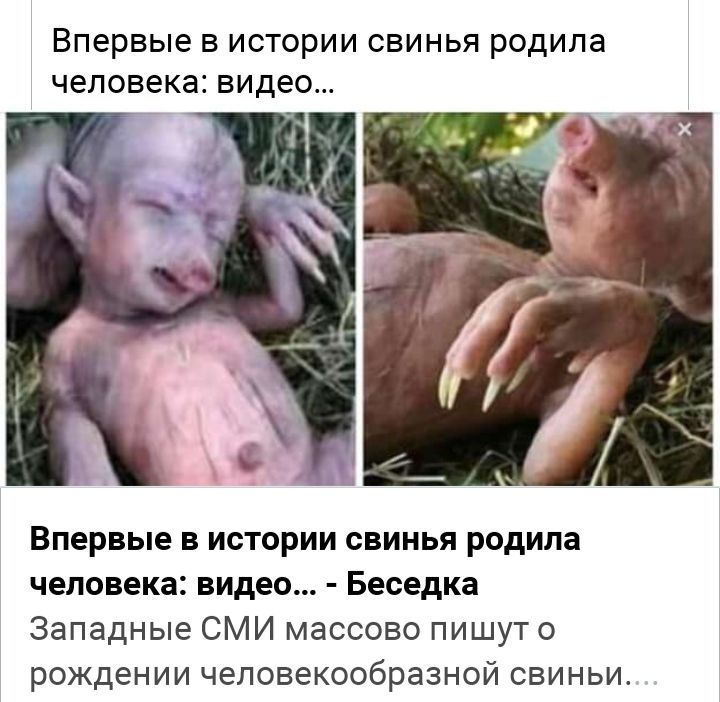впервые В ИСТОРИИ СВИНЬЯ родила человека видео Впервые в истории свинья родила человека видео Беседка Западные СМИ массово пишут о рождении человекообразной свиньи