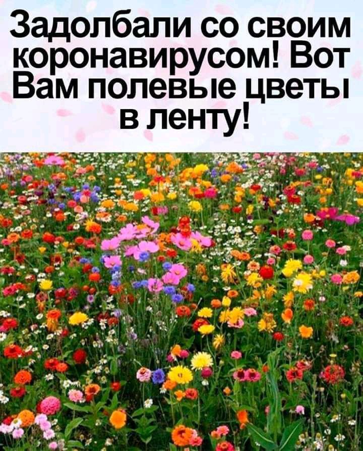 Задолбали со своим коронавирусом Вот Вам полевые цветы в ленту