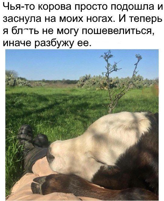 Чья то корова просто подошла и заснула на моих ногах И теперь я бпть не могу пошевелиться иначе разбужу ее