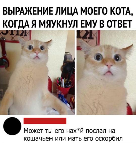 ВЫРАЖЕНИЕ ЛИЦА МОЕГО КОТА КОГДА Я МЯУКНУЛ ЕМУ В ОТВЕТ Может ты его нахй послал на кошачьем ИЛИ мать ЕГО ОСКОВбИП