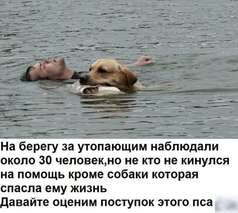 На берегу за утопающим наблюдали около 30 человекно не кто не кинулся на ПОМОЩЬ КРОМЕ собаки КОТОРЗЯ спасла ему ЖИЗНЬ авайте оценим ПОСТУПОК ЭТОГО пса