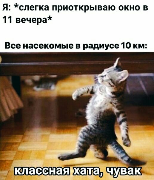 я слегка приоткрываю окно в 11 вечера Все насекомые в радиусе 10 км