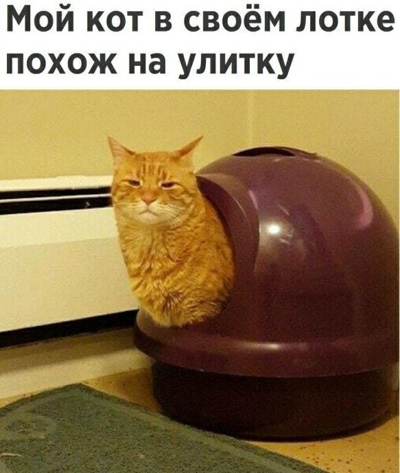 МОЙ КОТ В СВОёМ ЛОТКЭ ПОХОЖ на УЛИТКУ