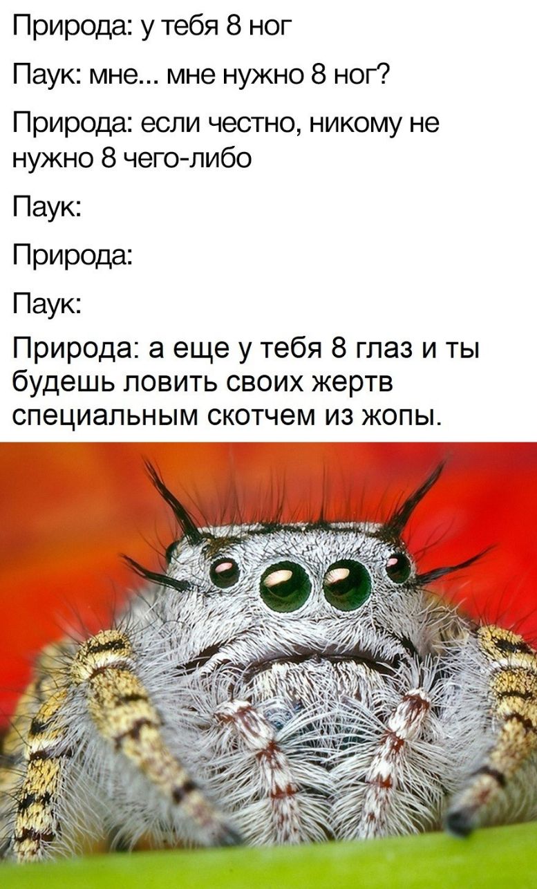 Природа у тебя 8 ног Паук мне мне нужно 8 ног Природа если честно никому не нужно 8 чего либо Паук Природа Паук Природа а еще у тебя 8 глаз и ты будешь ловить своих жертв специальным скотчем из жопы