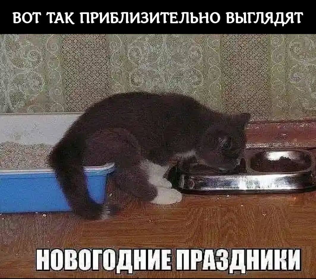 Смешные коты с надписями