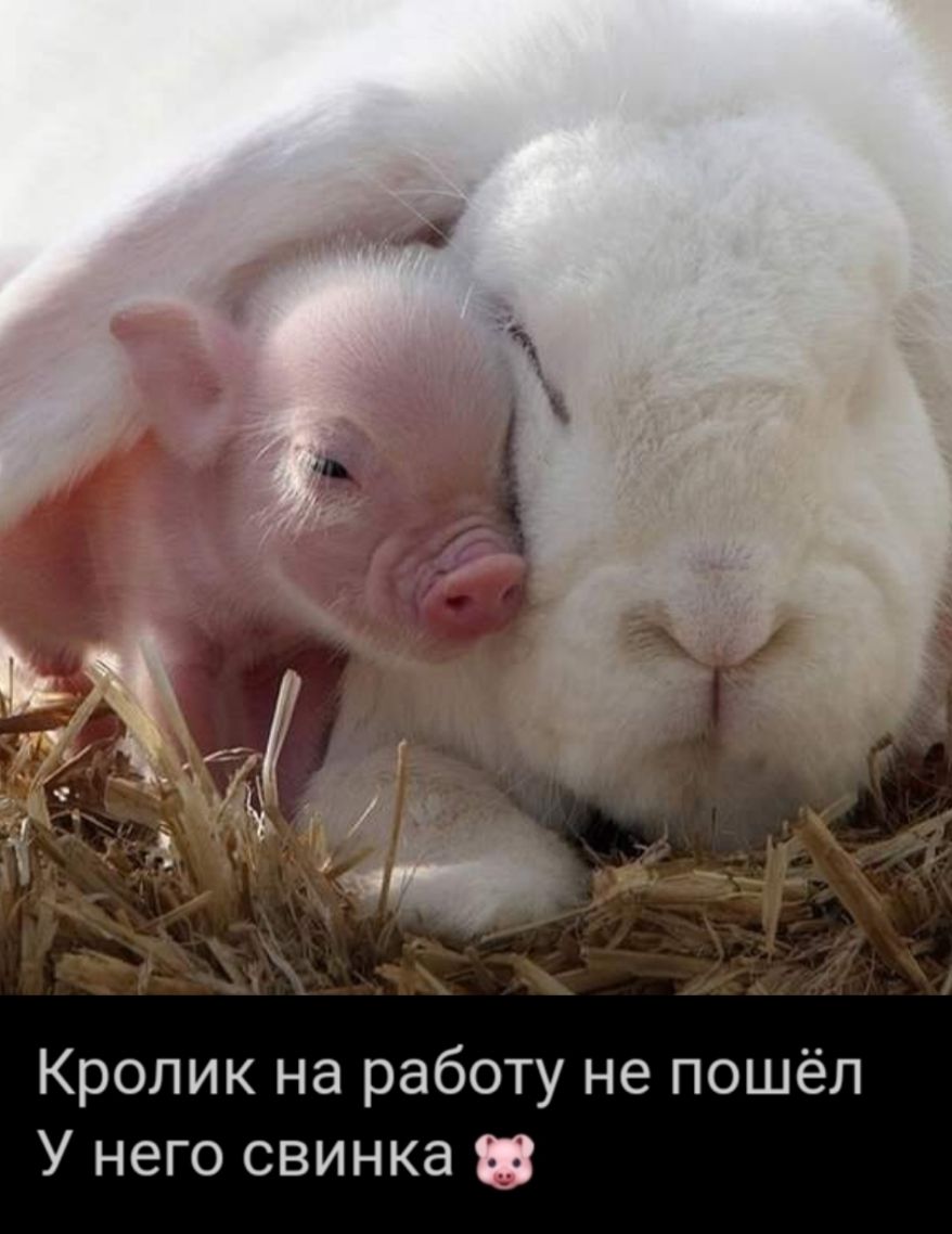 Кролик на работу не пошёл У него свинка