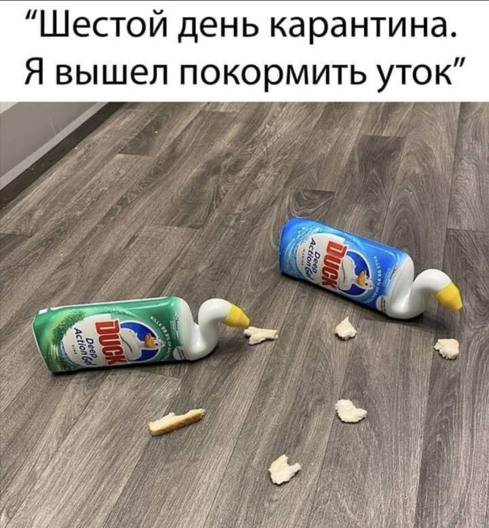 Шестой день карантина Я вышел покормить уток і