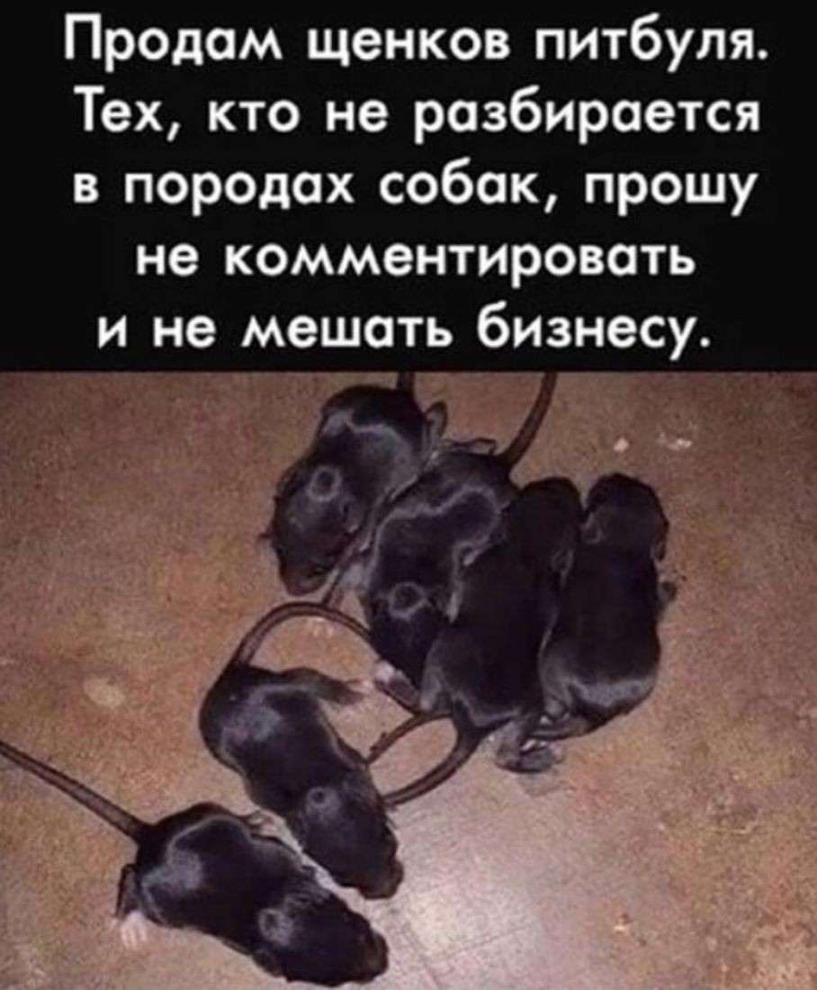 Продам щенков питбуля Тех кто не разбирается в породах собак прошу не комментировать и не мешать бизнесу А 0