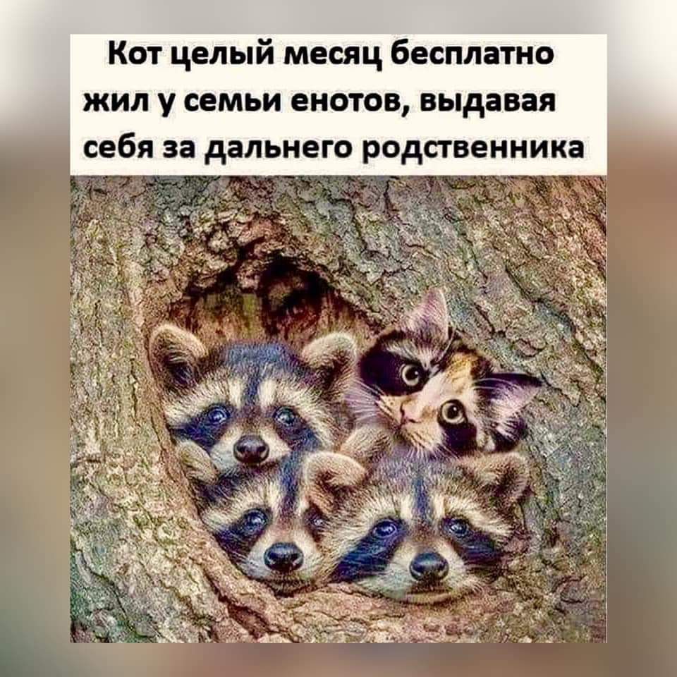 Кот целый месяц бесплатно жил у семьи енотов выдавая себя за дальнего РОДСТВЕННИКЗ