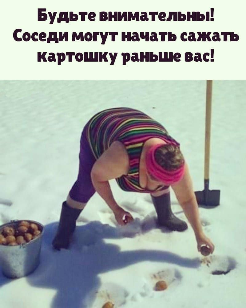 Будьте внимательны Соседи могут начать сажать картошку раньше вас