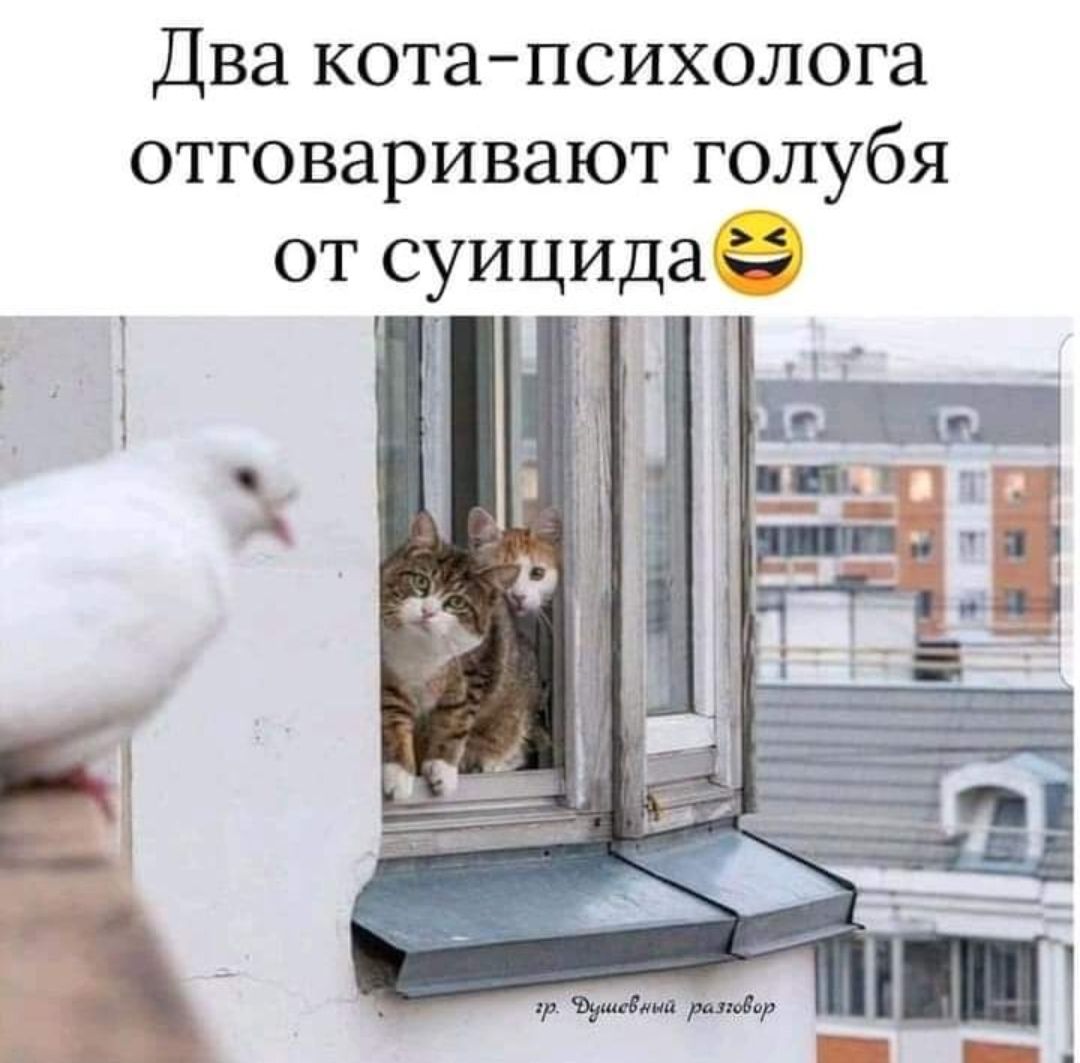 Два кота психолога отговаривают голубя от суицида _ д _ Ё