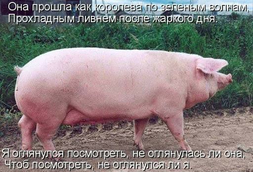 Она прошла кіак Прохііаднымй и д