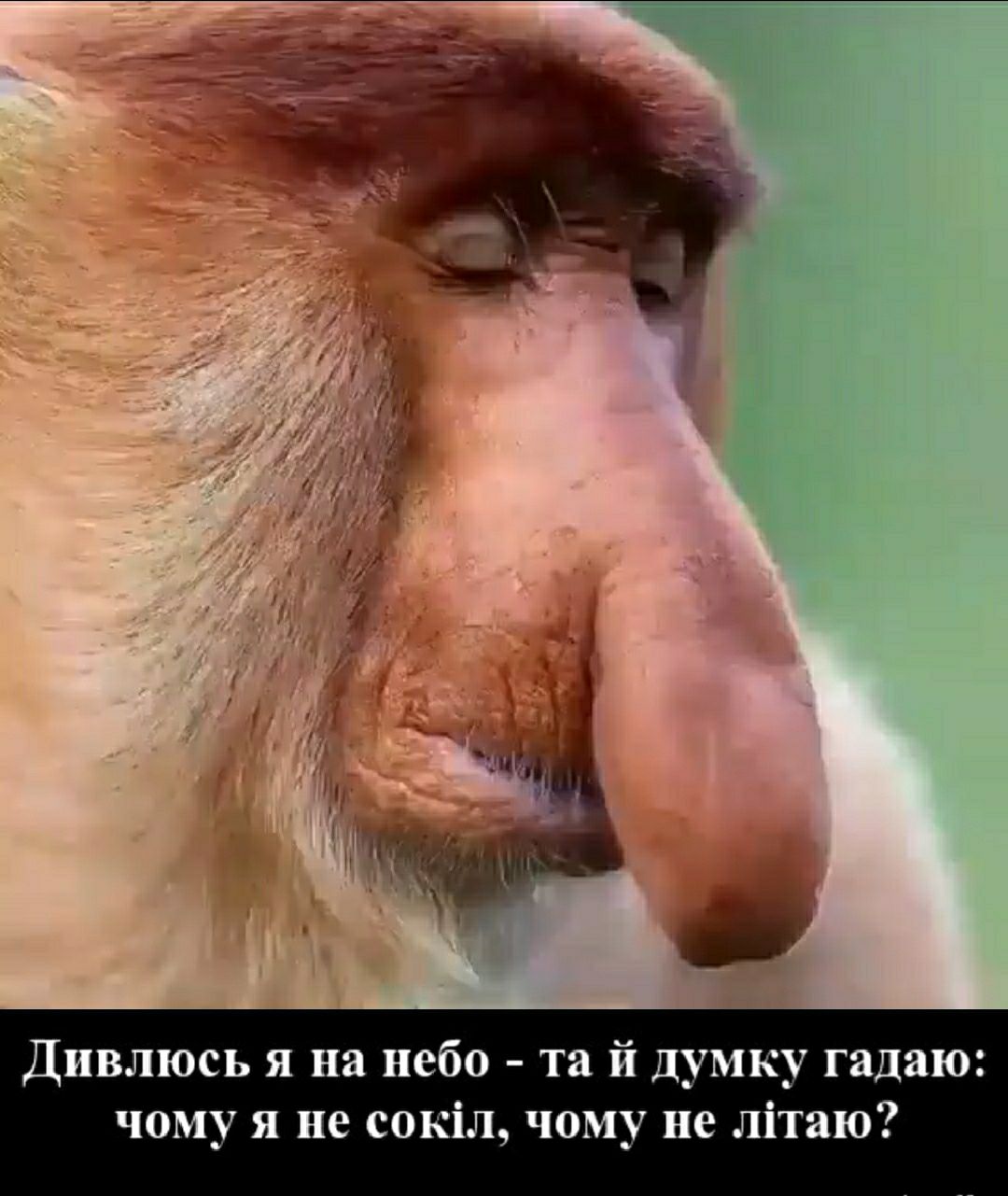 Дивлюсь я на небо та й думку гадаю чому я не сокіл чому не літаю