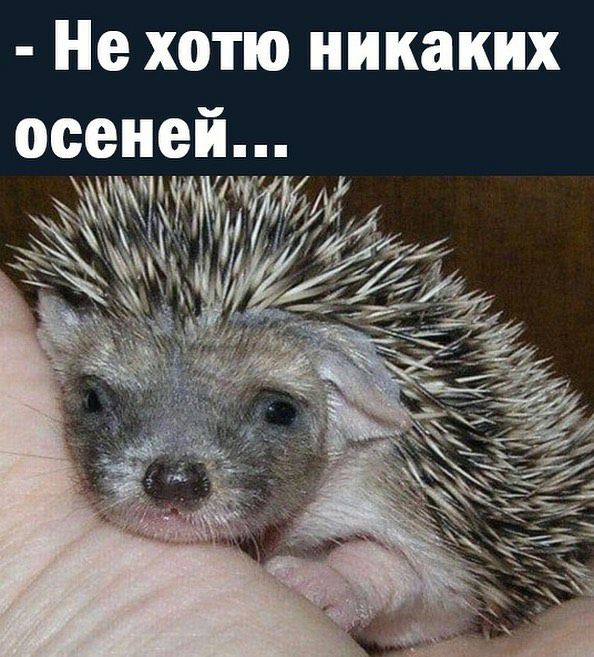 Не хотю никаких осеней