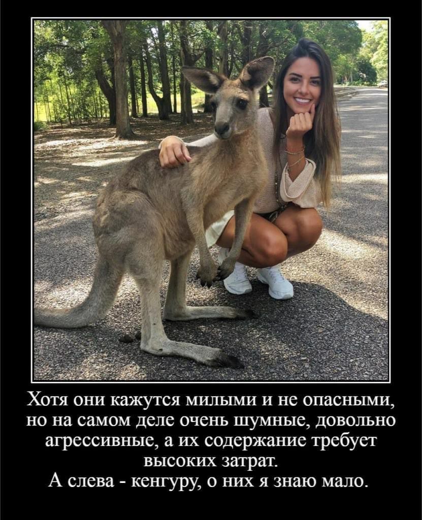 Хотя они кажутся милыми и не опасшшии но на самом деле очень шумные довольно агрессивные а их содержание требует высоких затрат А слева кенгуру о них я знаю мало