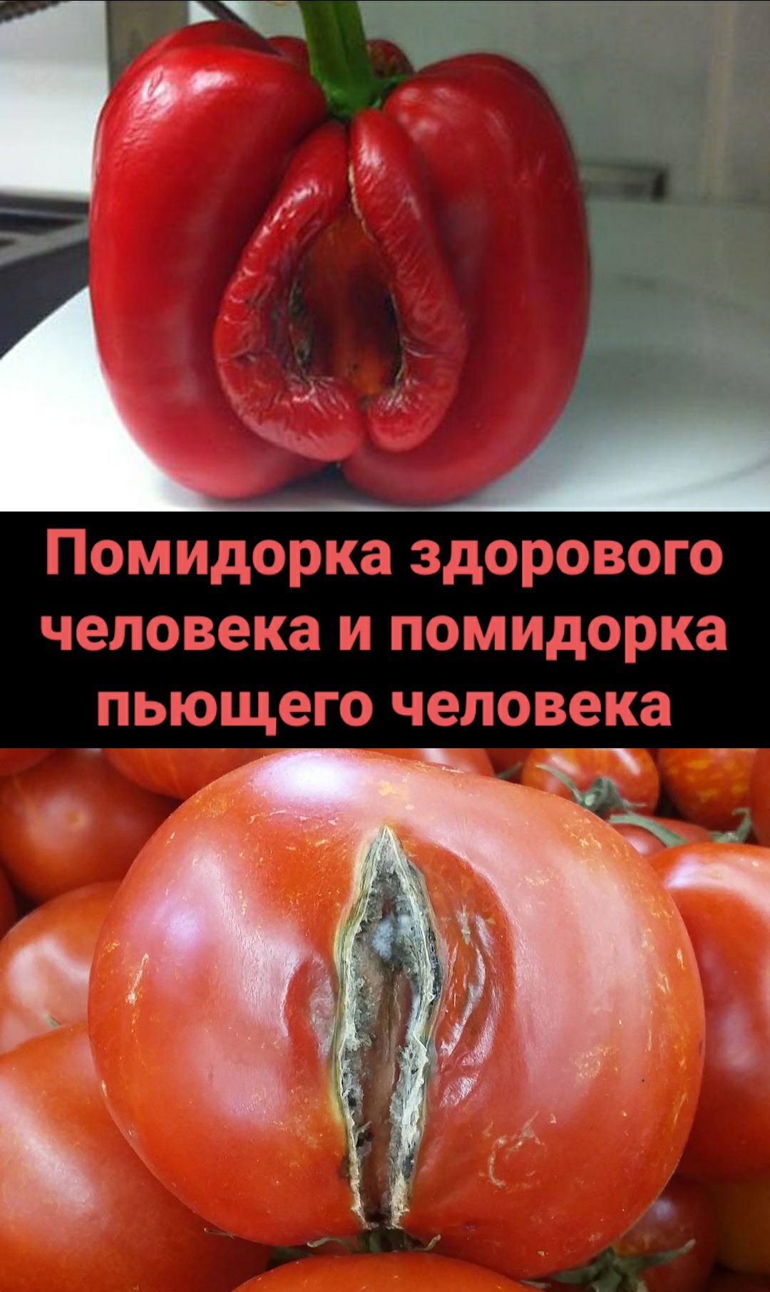 Помидорка здорового человека и помишэрка пьющего человека