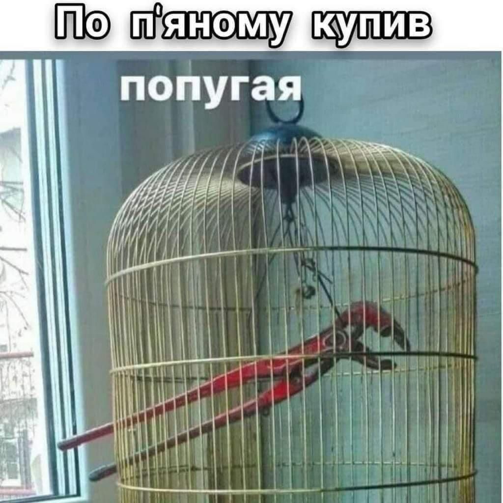 ш попугая 1