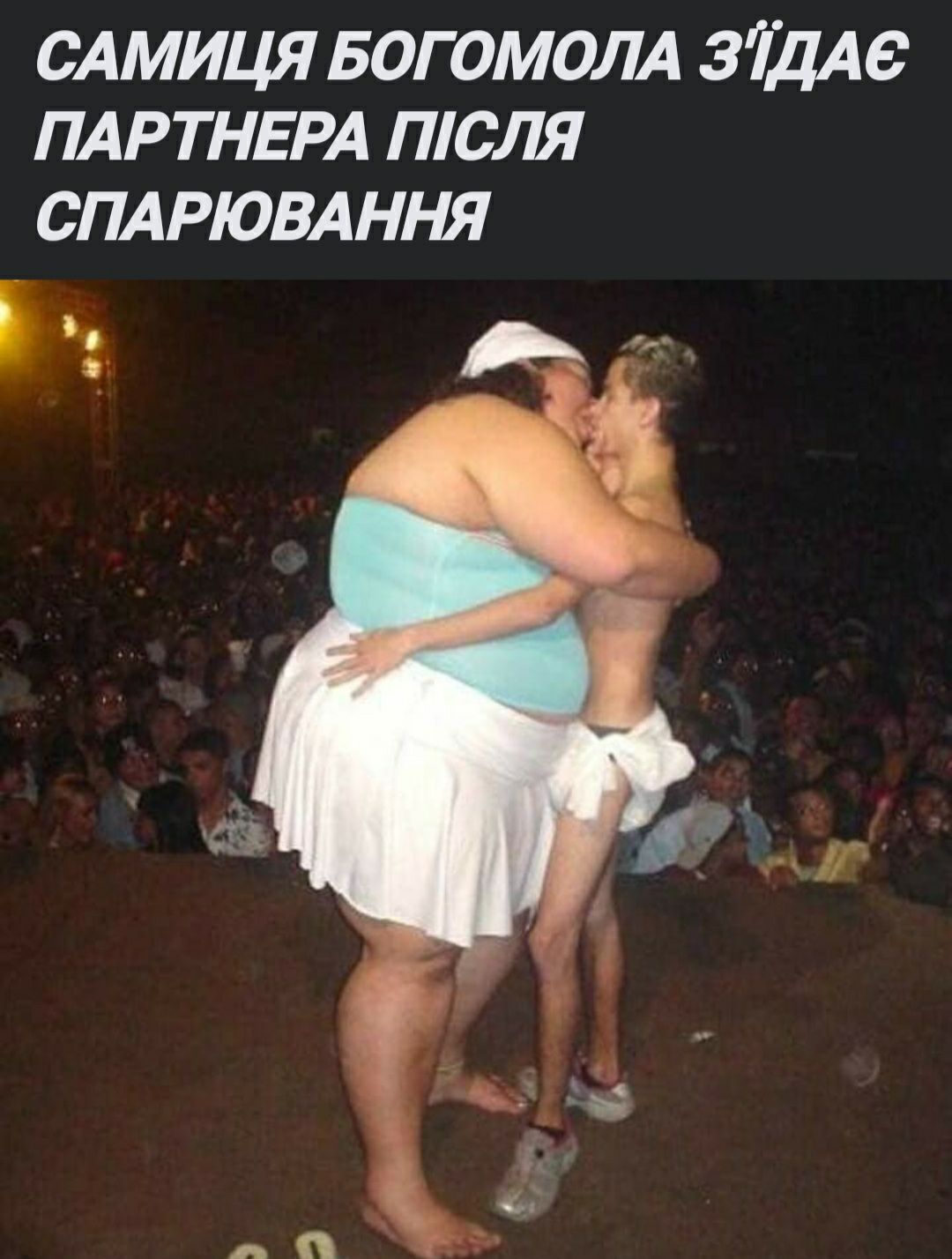 САМИЦЯ БОГОМОЛА ЗЩАБ ПАРТНЕРА пюля СПАРЮВАННЯ