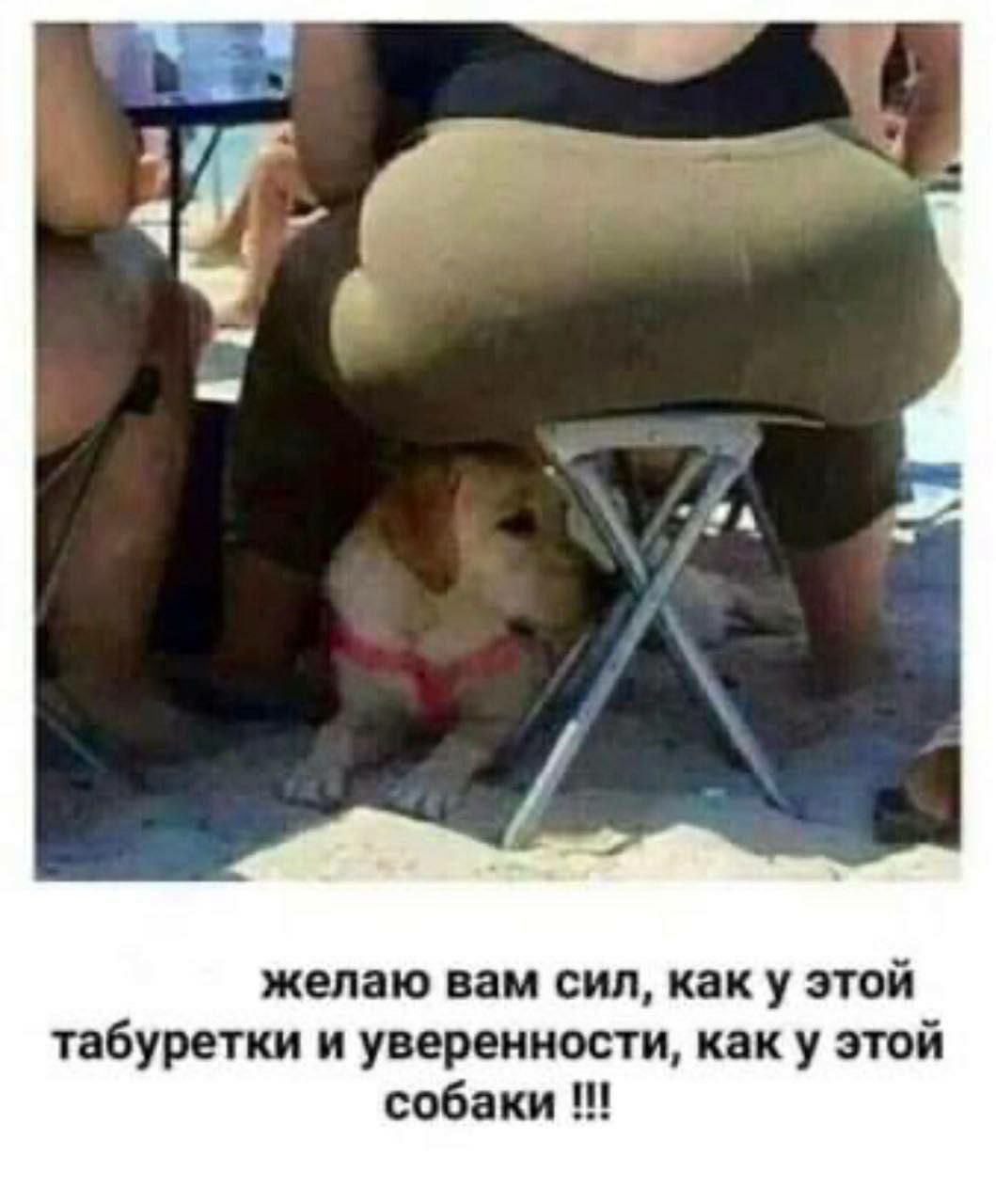 желаю вам сил как у этой табуретки и уверенности как у этой собаки