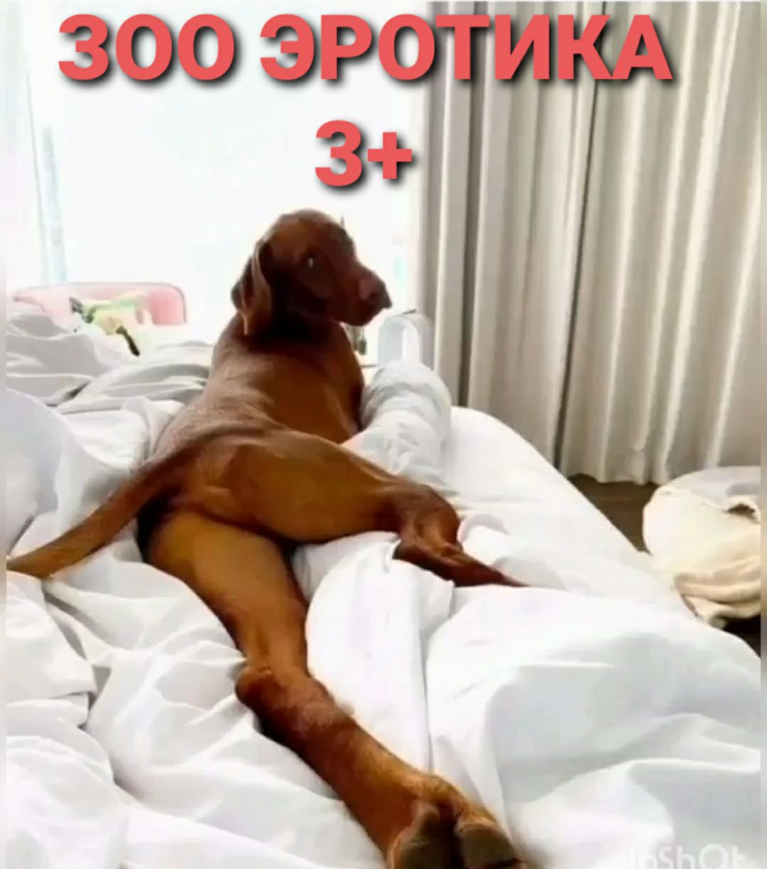 зооэрг З